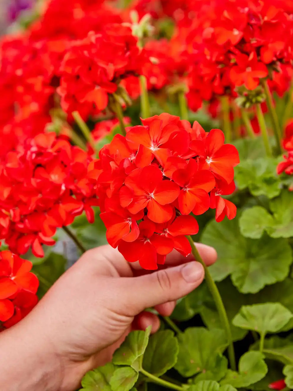 Vibrant Maroon Geranium Plants in Full Bloom