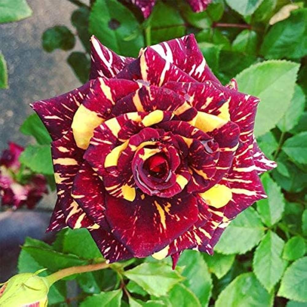 Close-Up of Vibrant Maroon and Yellow Rose Petals