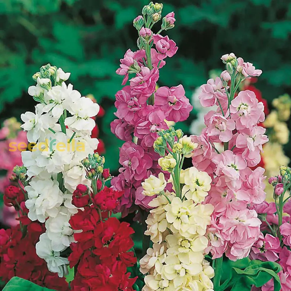 Vibrant Mini Matthiola Incana Flower Seeds For Planting Mixed