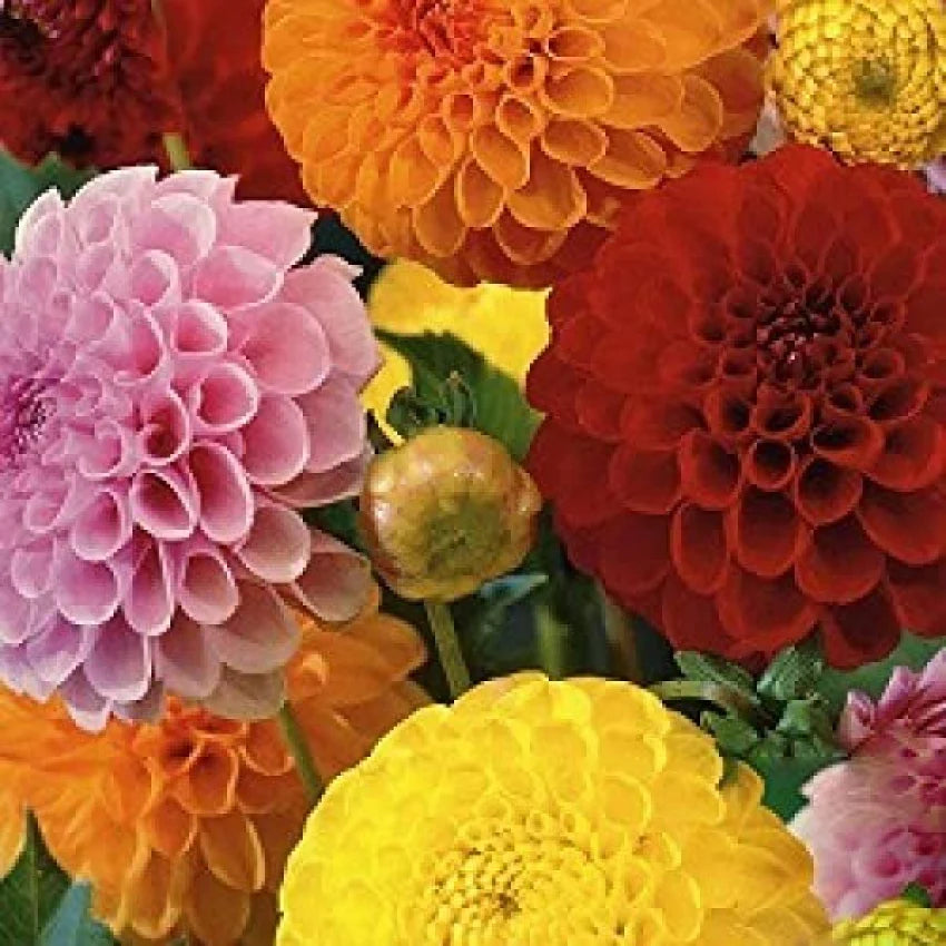 Vibrant Mixed Color Dahlia Plants in Full Bloom