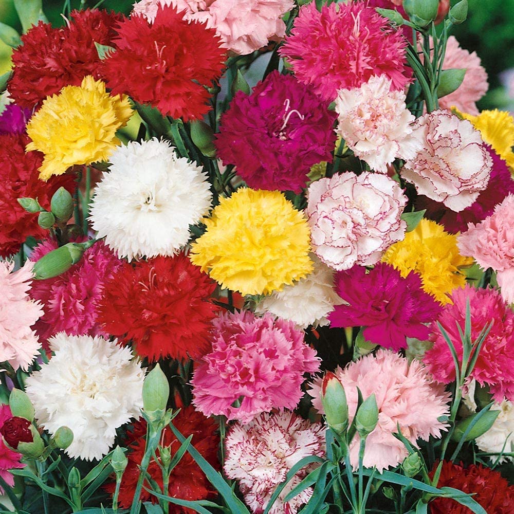 Vibrant Mixed Dianthus Flowers in Full Bloom