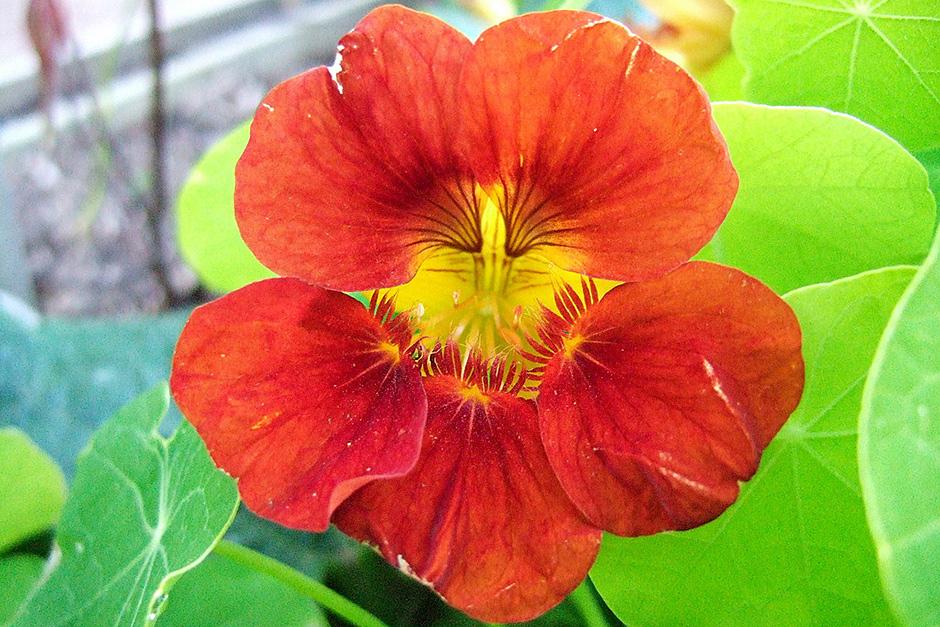 Vibrant Mixed Tropaeolum Majus Nasturtium Plants in Full Bloom