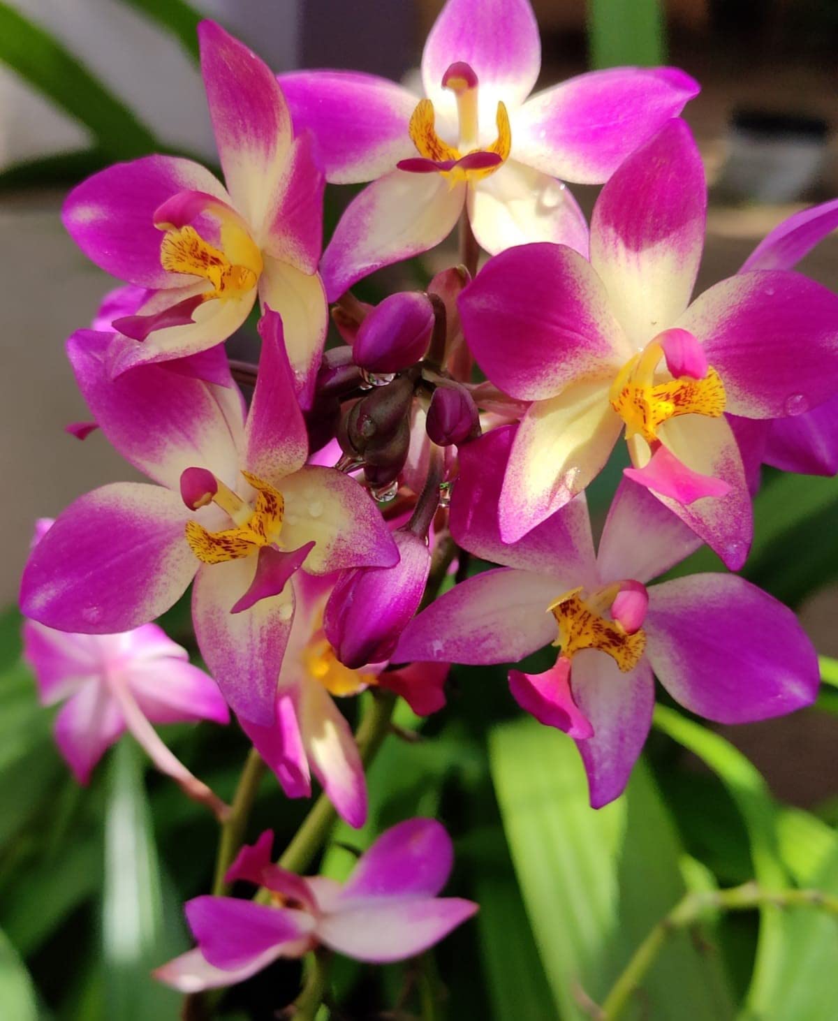 Vibrant Mixed Orchid Flowers Indoors and Outdoors