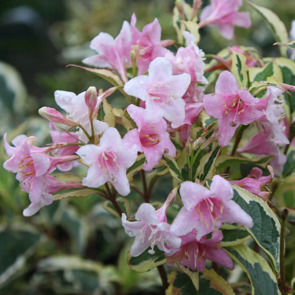 Vibrant Mixed Weigela Flower Display