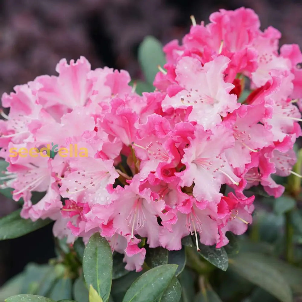 Vibrant Multi-Color Rhododendron Flower Seeds For Planting - Transform Your Garden