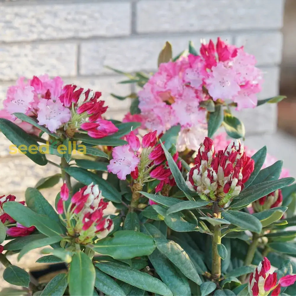 Vibrant Multi-Color Rhododendron Flower Seeds For Planting - Transform Your Garden