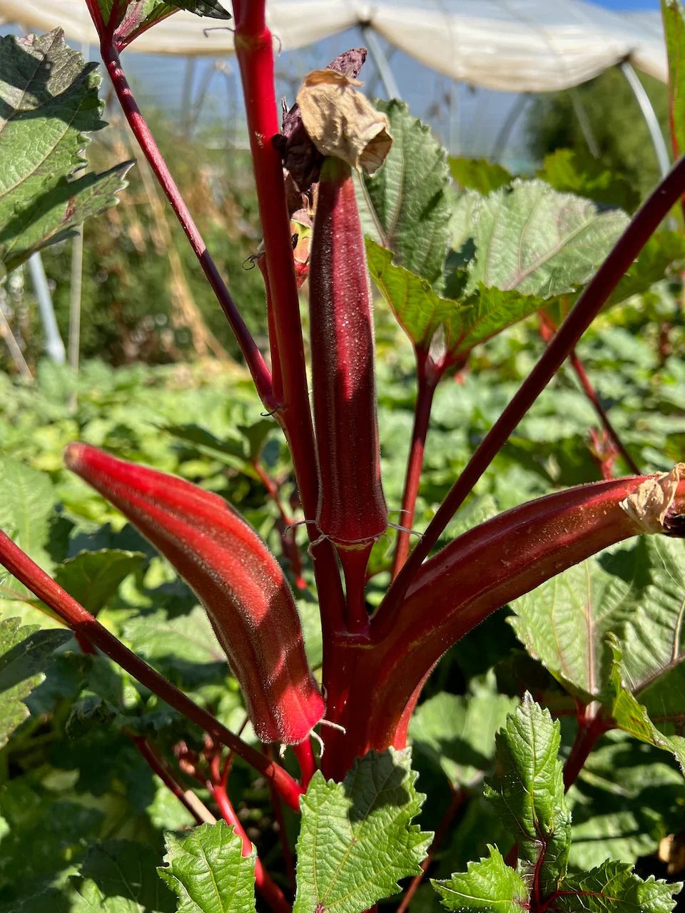 Vibrant okra plants growing in garden beds