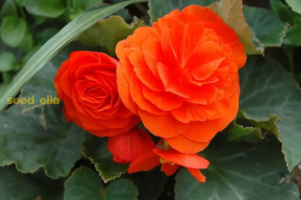 Vibrant Orange Begonia Flower Seeds
