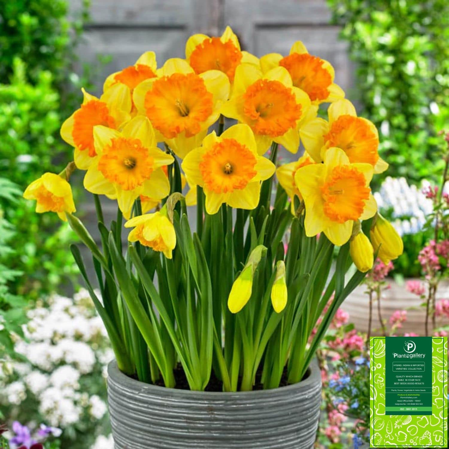 Vibrant Orange Daffodil Flowers in Bloom