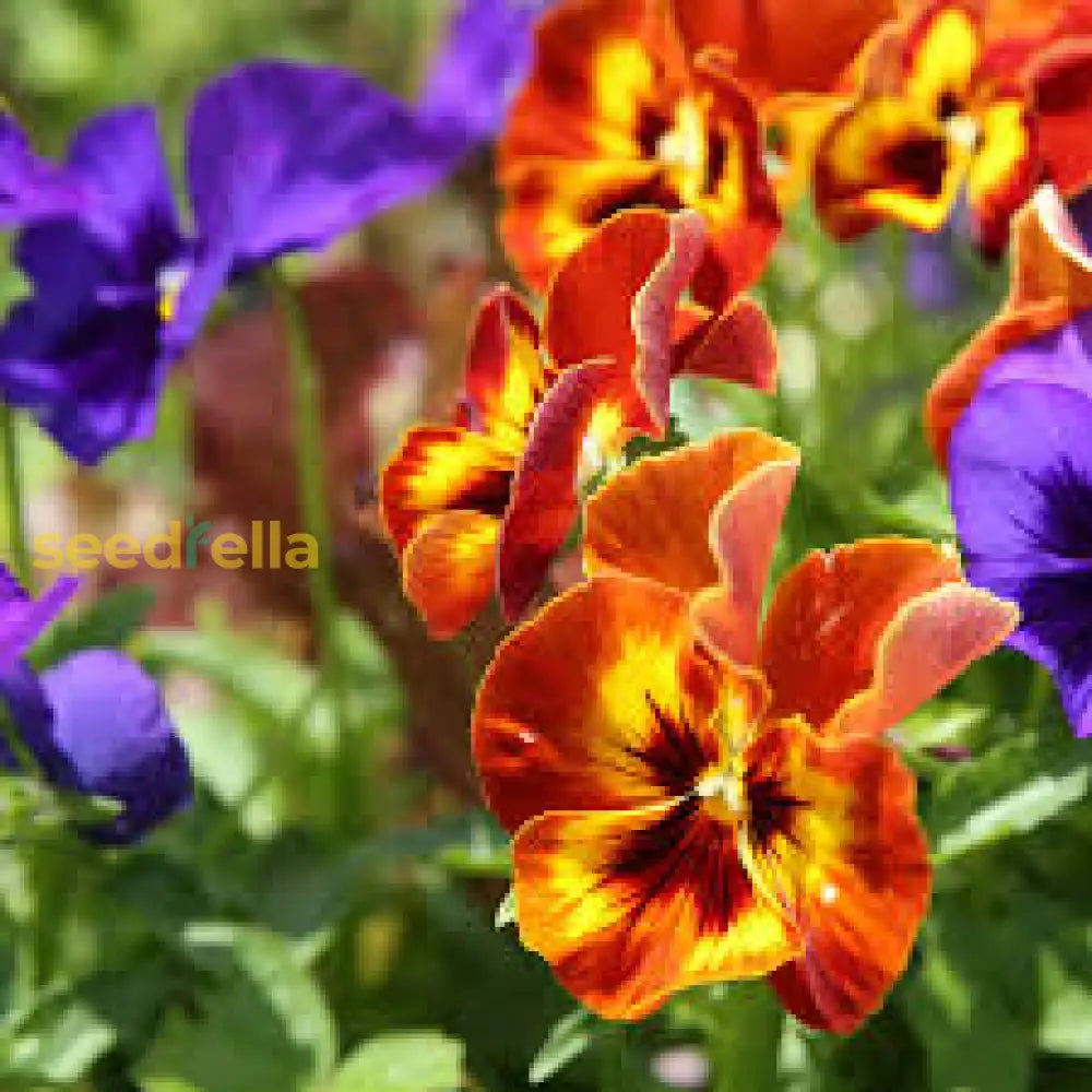 Vibrant Orange Violet Pansy Seeds For Planting Flower