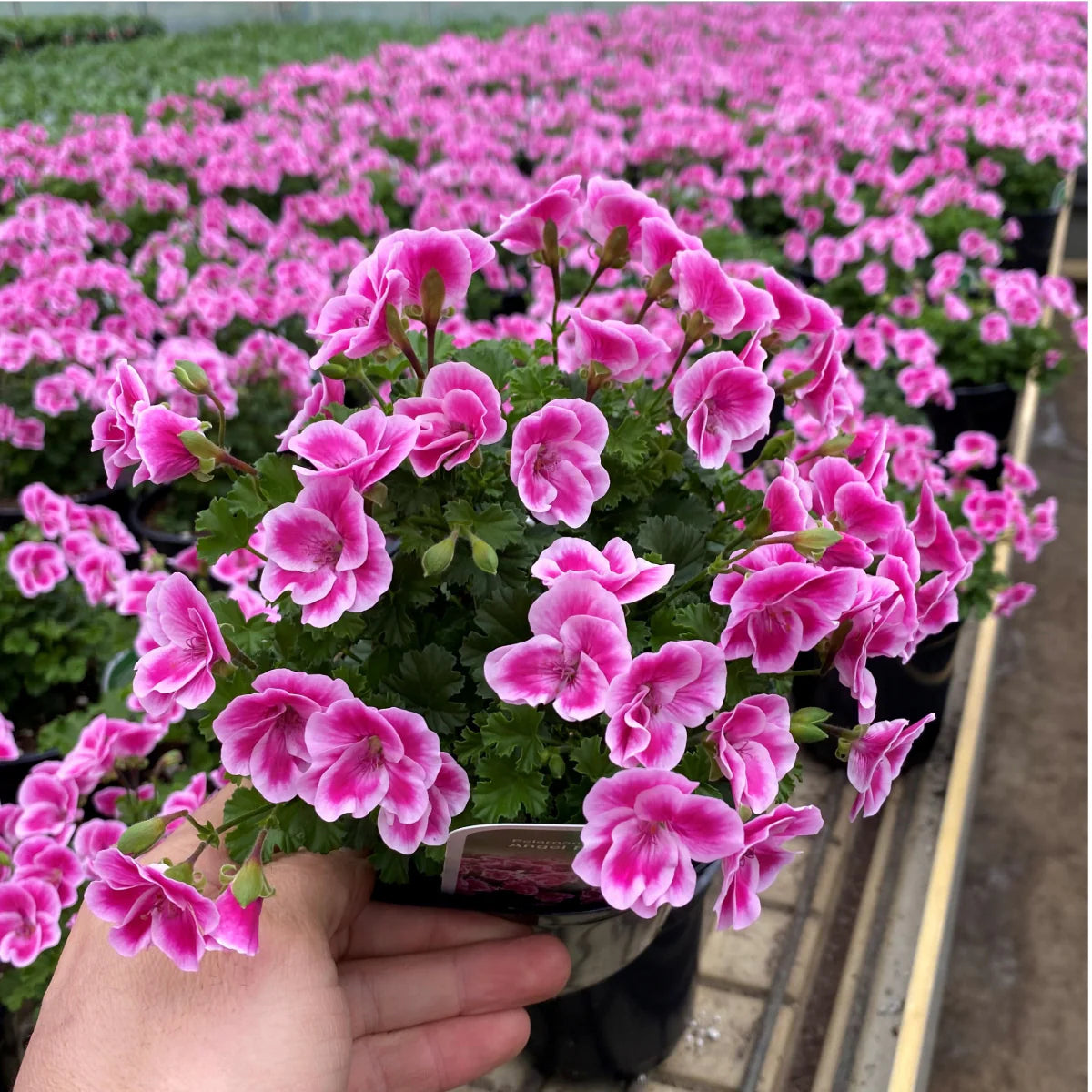 Red and Pink Pelargonium Flowers Shining in Sunlight
