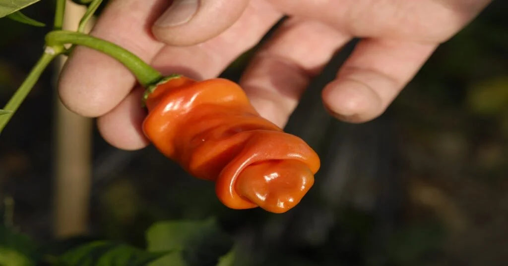 Vibrant penis chili plants with colorful fruits