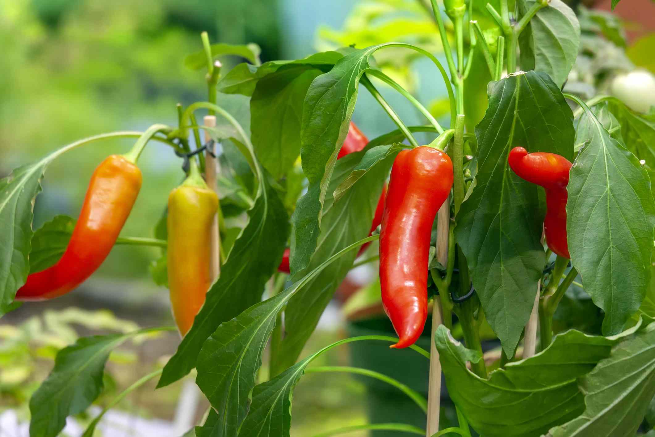 Vibrant Pepper fruits on plant