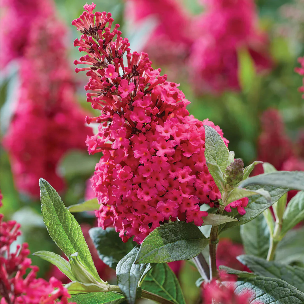 Vibrant Pink Buddleia Plants in Bloom