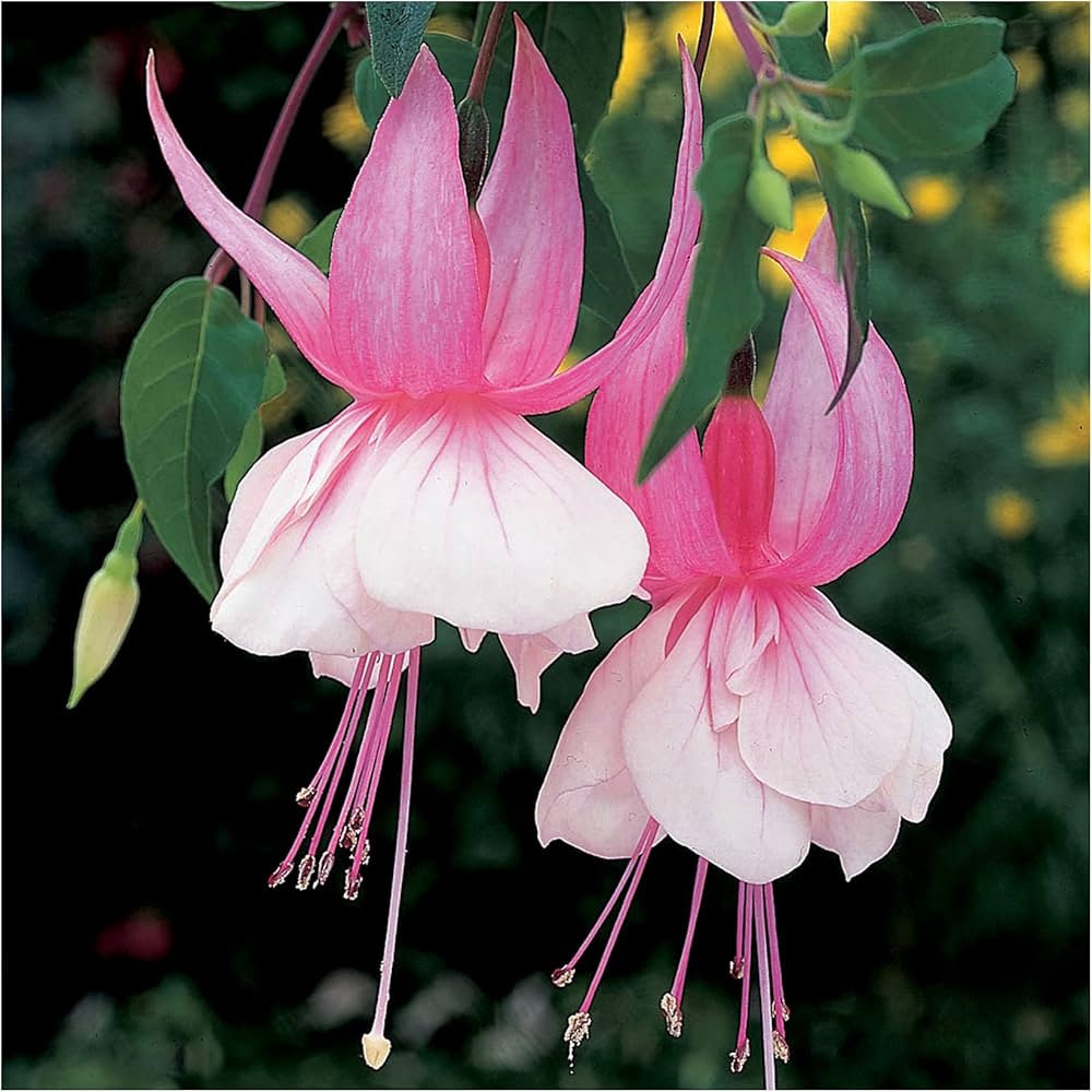 Vibrant Pink Fuchsia Flower Seeds for Planting