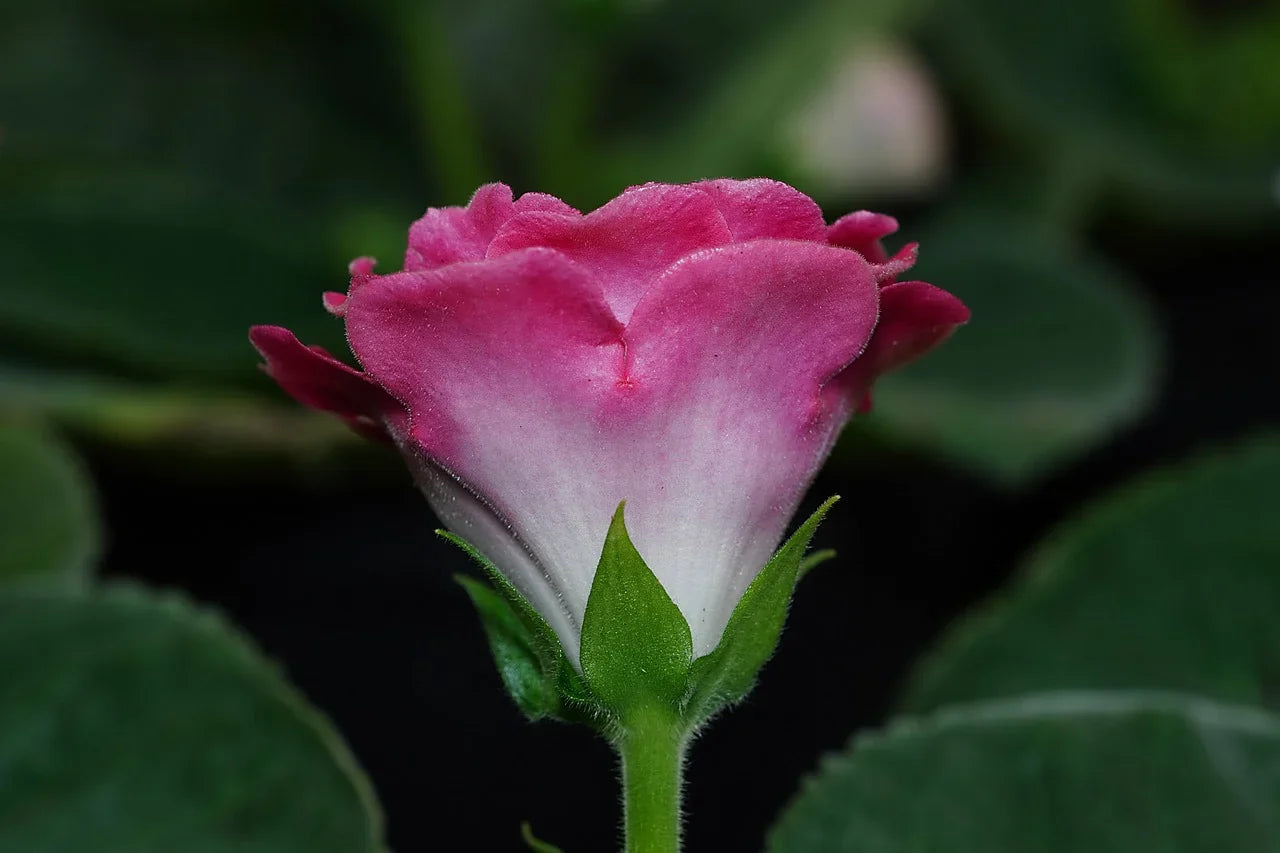 Vibrant Pink Gloxinia Plants in Full Bloom