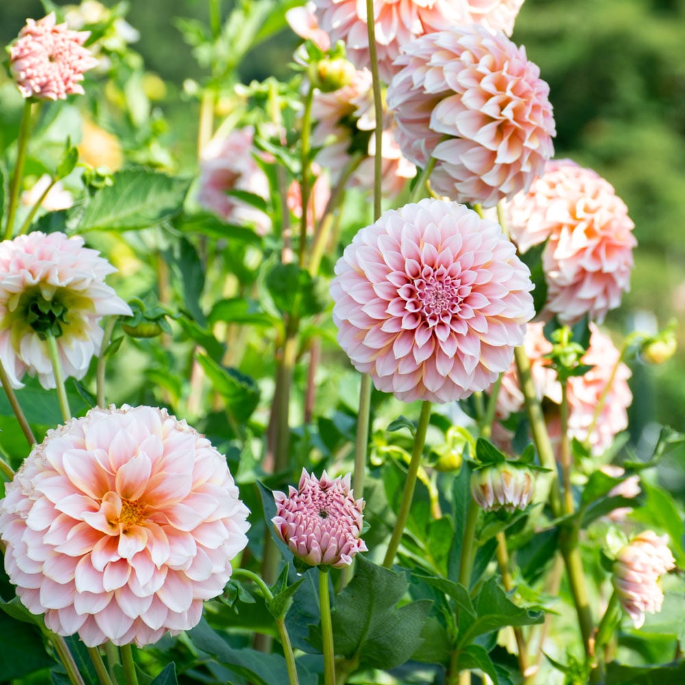 Vibrant Pink and White Dahlia Plants in Bloom