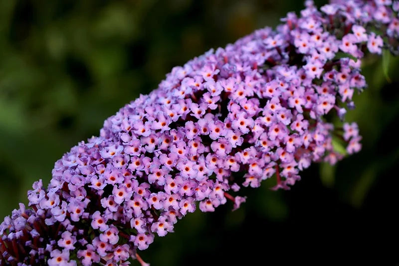 Vibrant Purple Astilbe Plants in Full Bloom