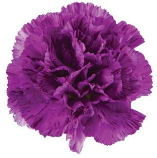Vibrant Purple Carnation Plants in Full Bloom