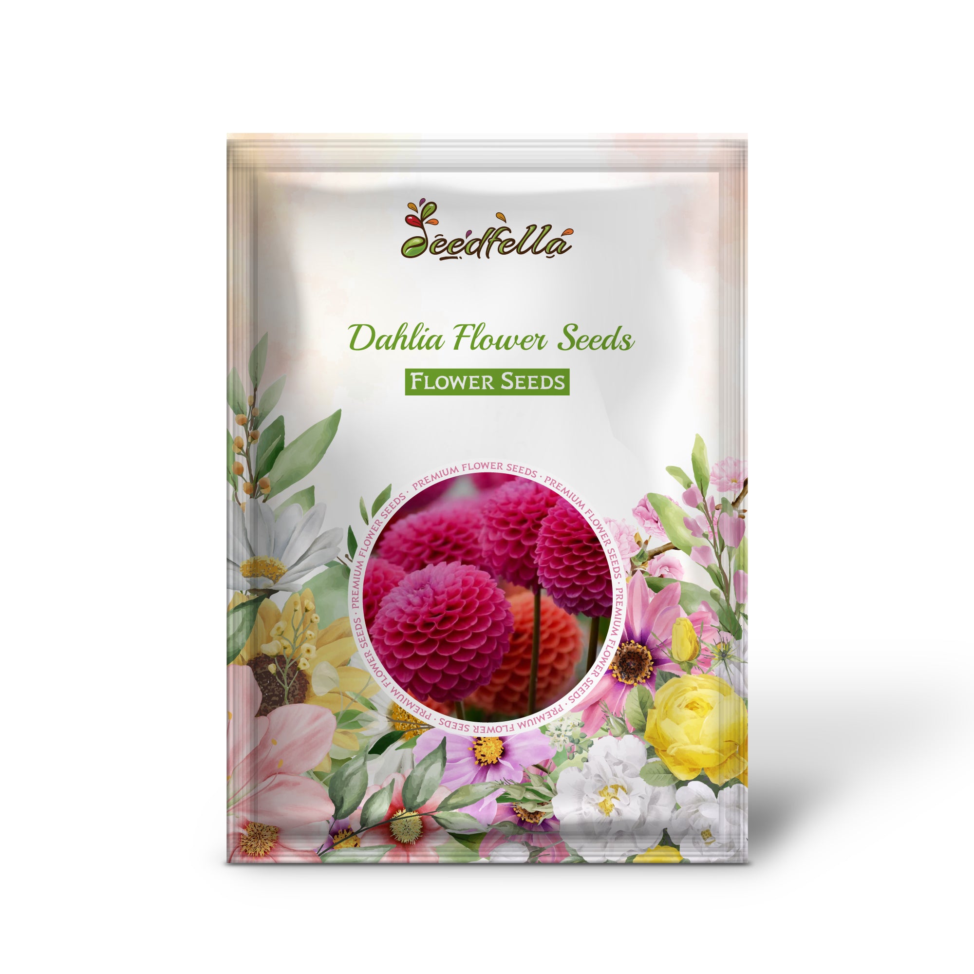 Purple Dahlia Flowers in Garden