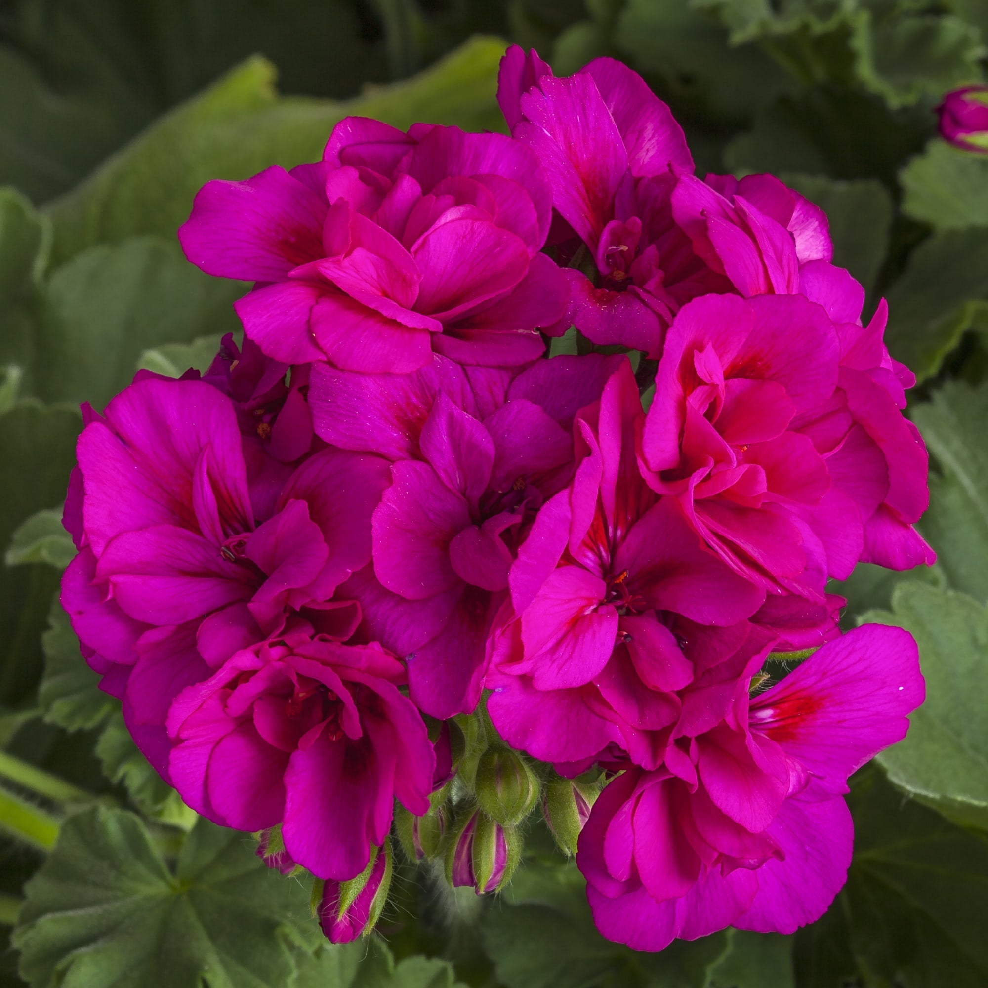 Vibrant Purple Geranium Pelargonium Flower Seeds for Garden Planting