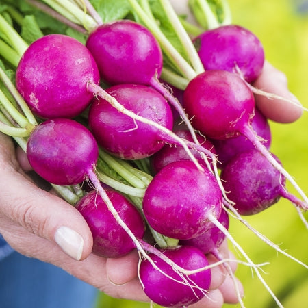 Vibrant purple radish plants in full sun