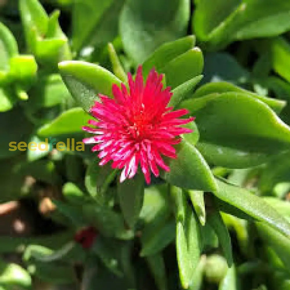 Vibrant Red Aptenia Cordifolia Flower Seeds For Easy Planting