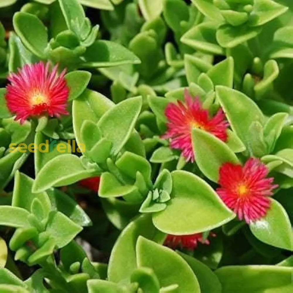 Vibrant Red Aptenia Cordifolia Flower Seeds For Easy Planting