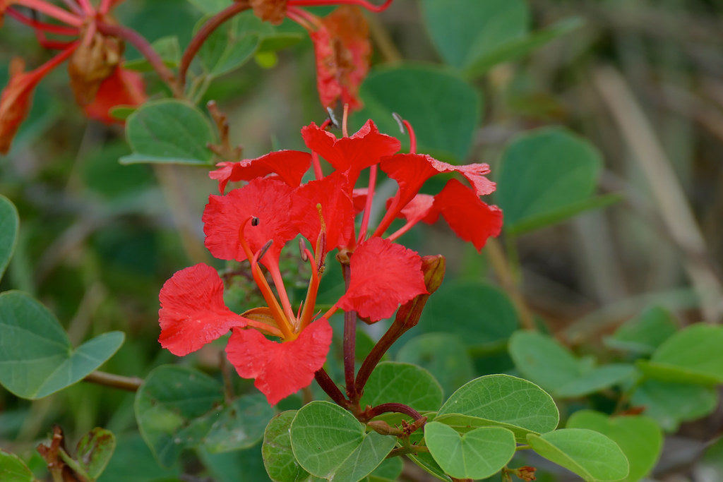 Vibrant Red Bauhinia Tree Plants in Full Bloom