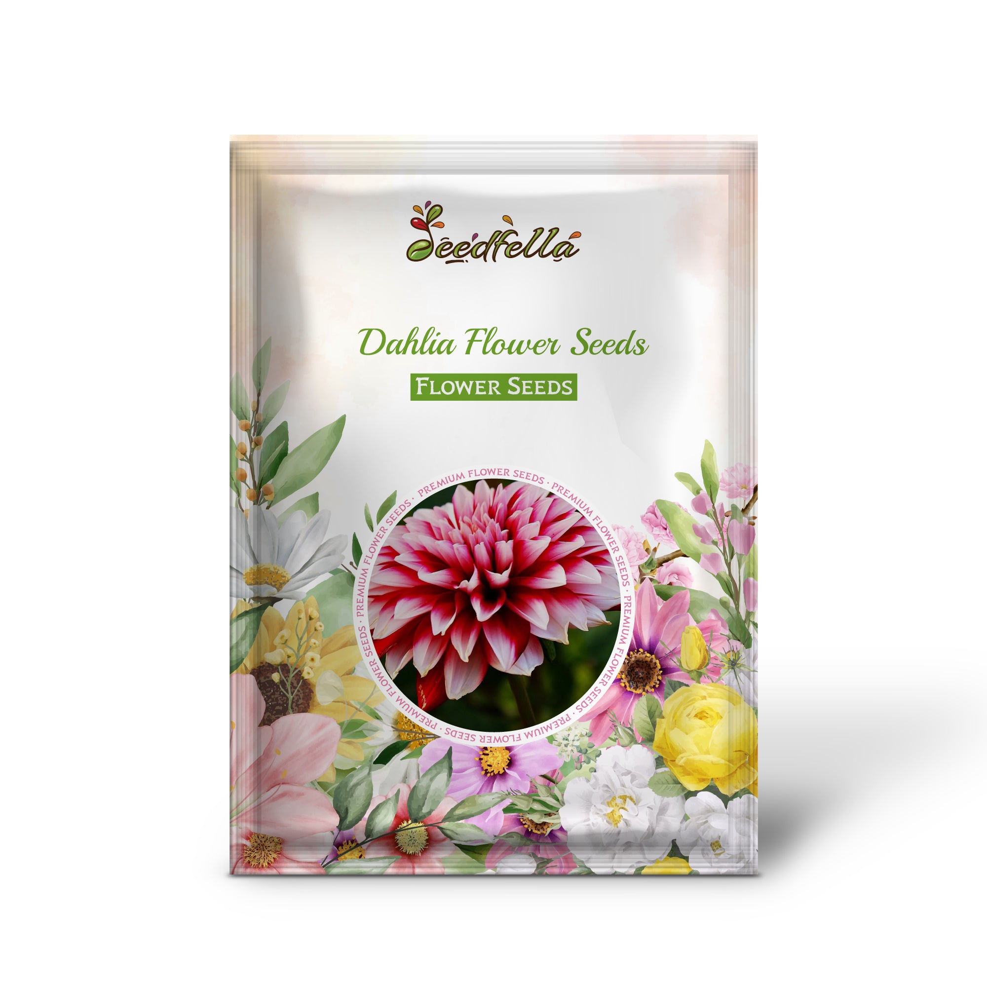 Vibrant Red Dahlia Blooms for Garden Decoration