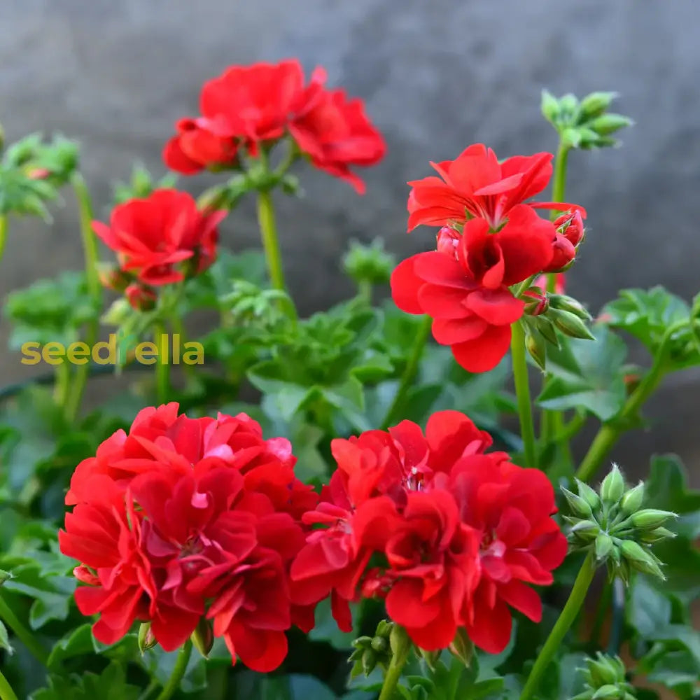 Vibrant Red Geranium Flower Seeds For Easy Planting