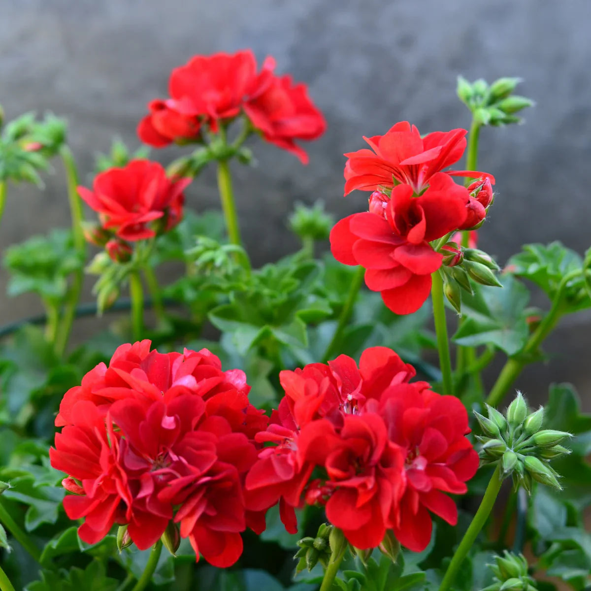 Vibrant Red Geranium Flower Seeds for Planting