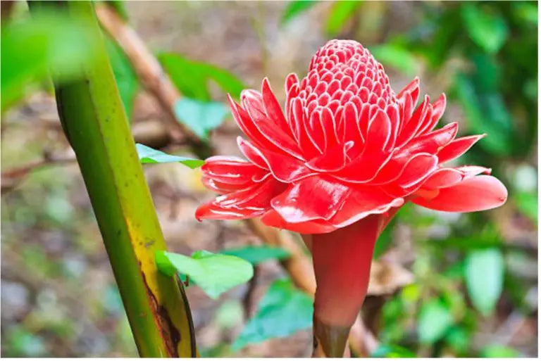 Vibrant Red Green Torch Ginger Blooms in Garden
