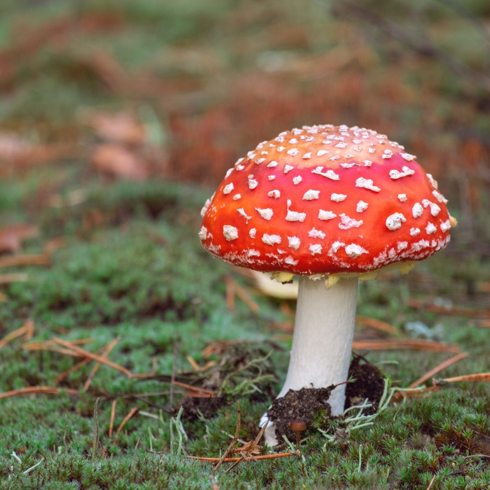 Vibrant red mushrooms growing