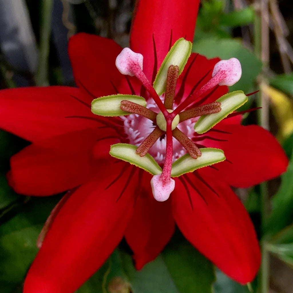 Vibrant Red Passion Flower Seeds for Garden Planting
