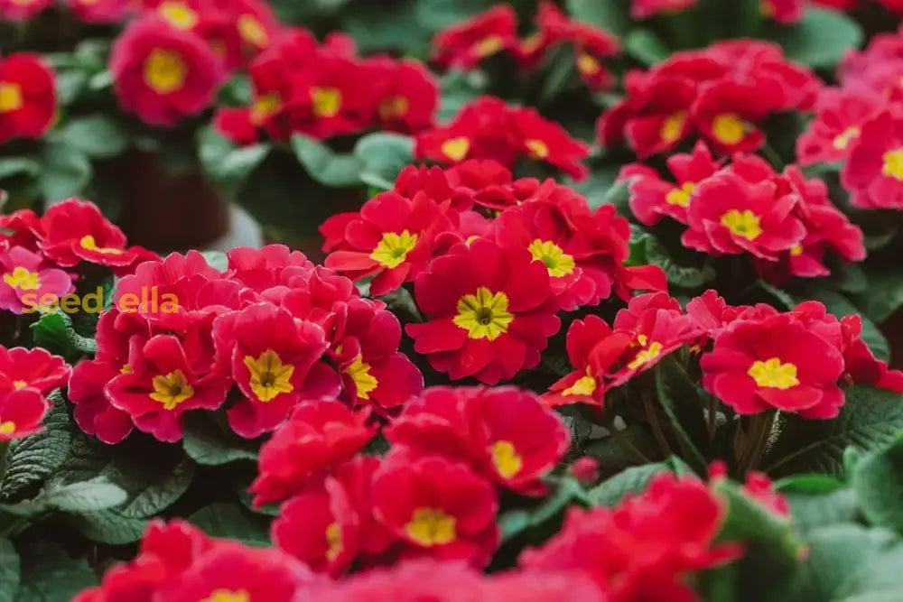 Vibrant Red Primrose Flower Seeds For Planting - Brighten Your Garden