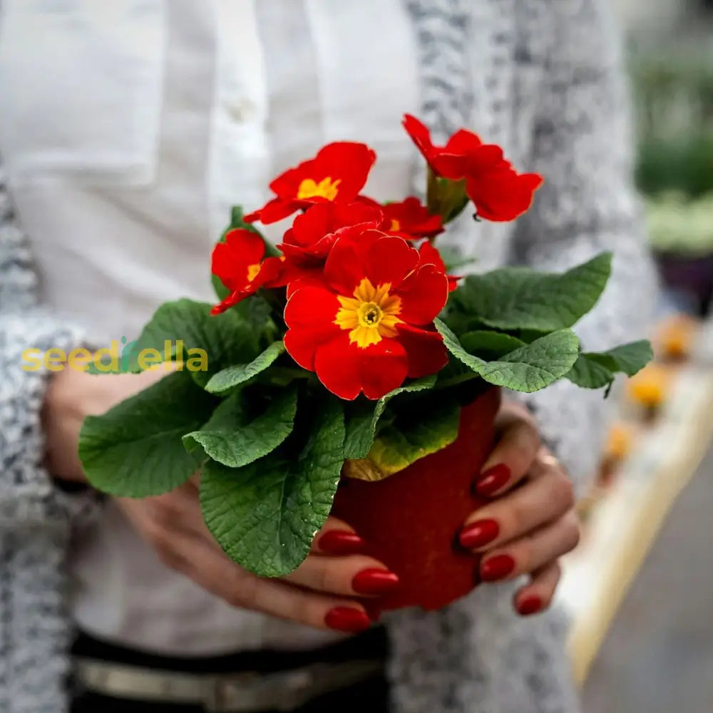 Vibrant Red Primrose Flower Seeds For Planting - Brighten Your Garden