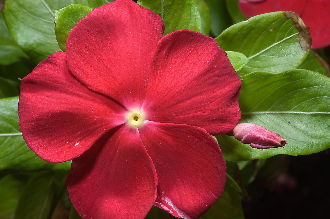 Vibrant Red Vinca Plants in Full Bloom