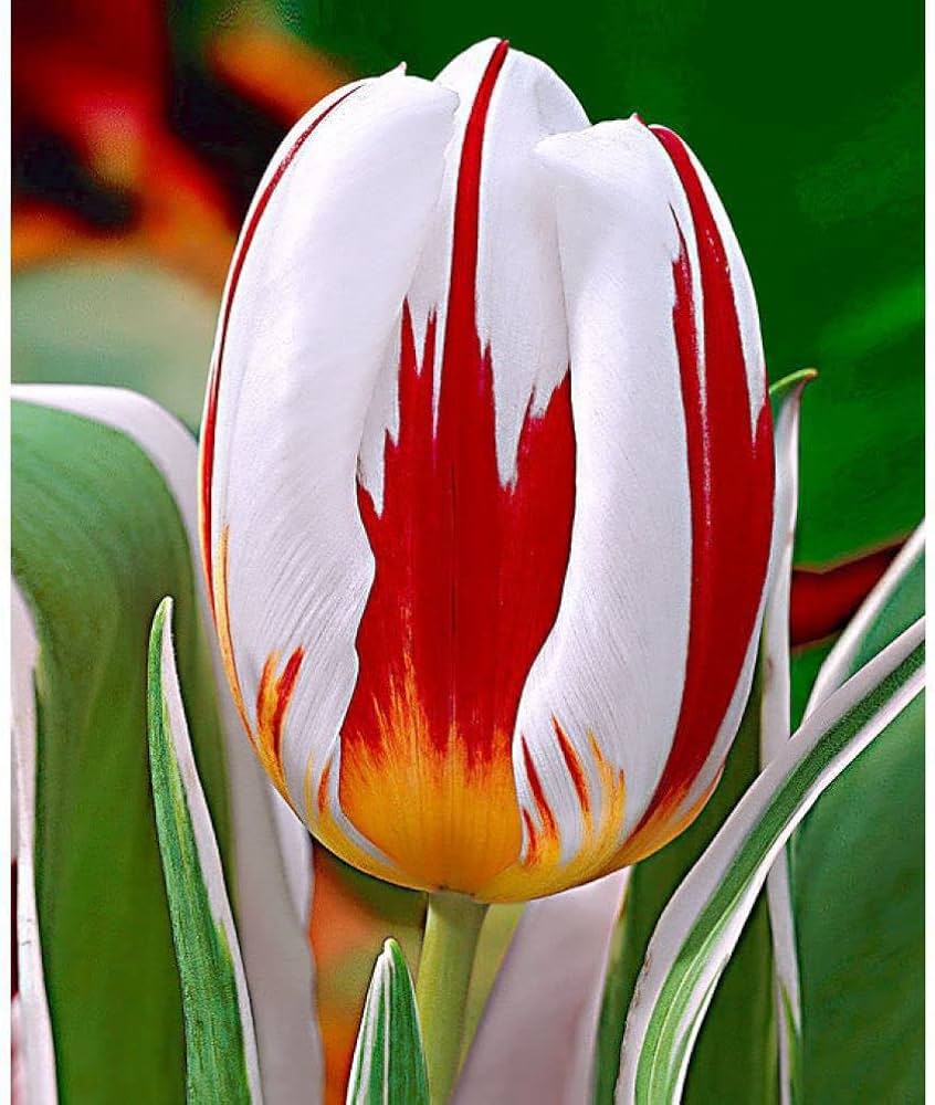 Vibrant Red & White Tulip Plants in Full Bloom