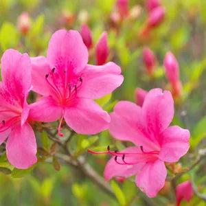 Vibrant Rhododendron Azalea Seeds for Colorful Planting