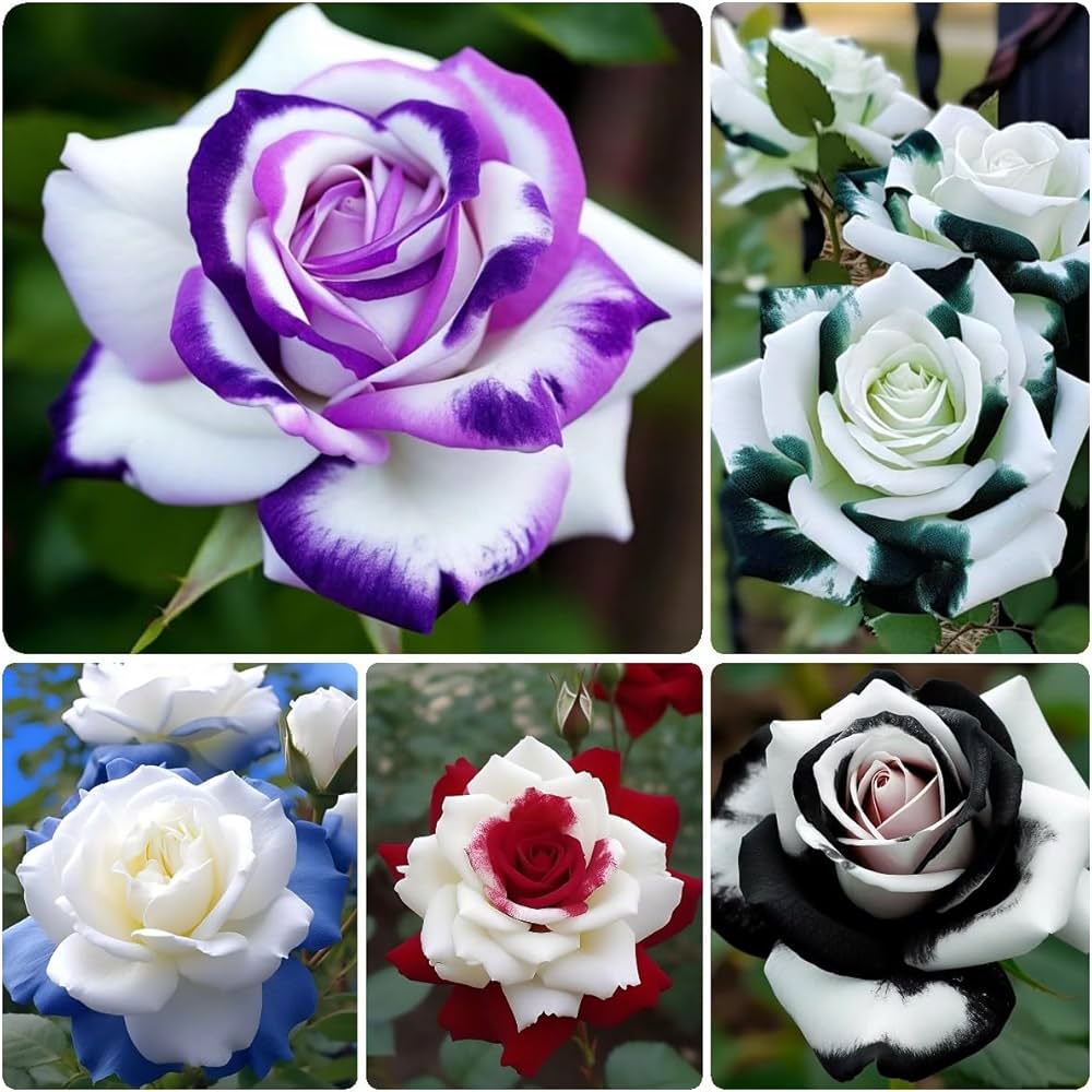 Vibrant White and Purple Roses in Full Bloom