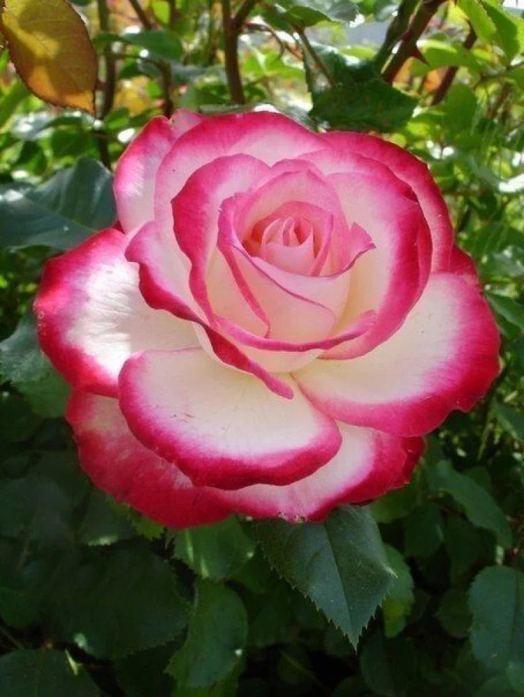 Vibrant Ruby Rose Plants in Full Bloom