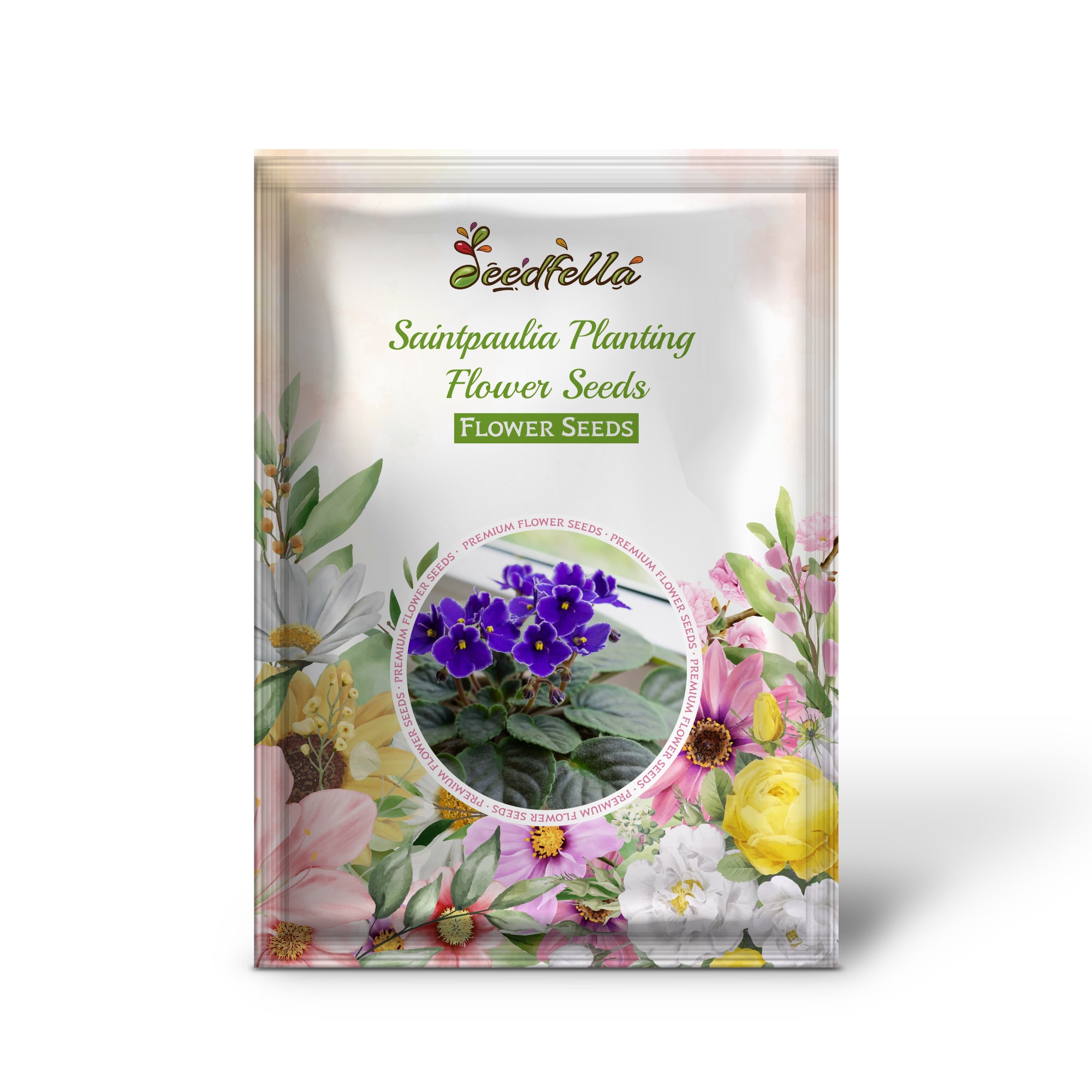 Vibrant Saintpaulia White Violet Blooms in Indoor Pots