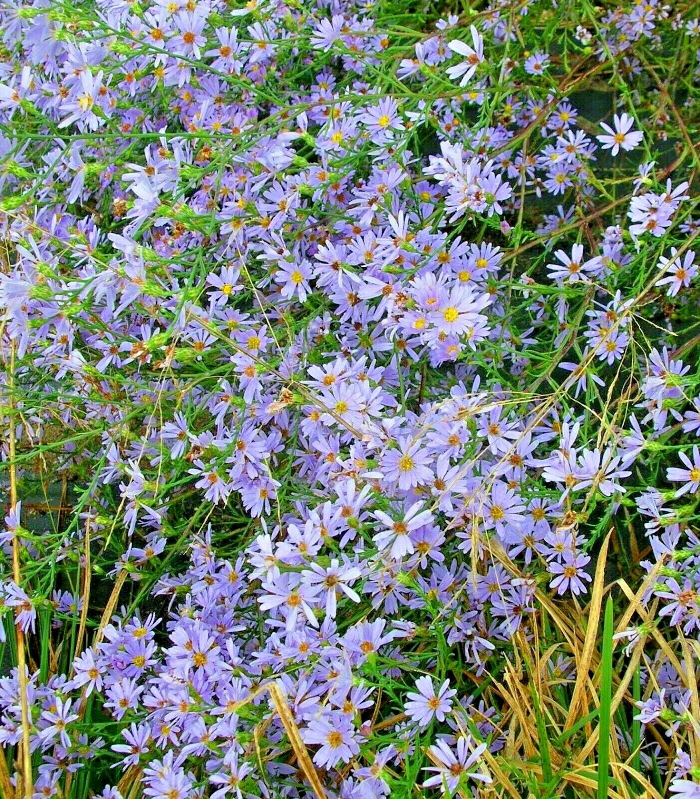 Vibrant Sky Blue Aster Plants in Bloom