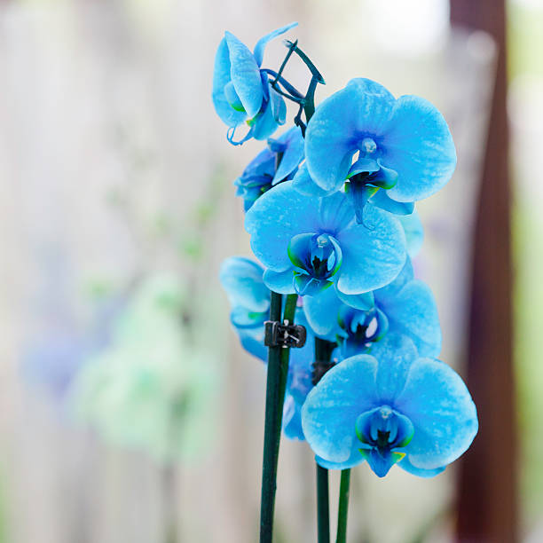Vibrant Sky Blue Orchid Plants in Full Bloom