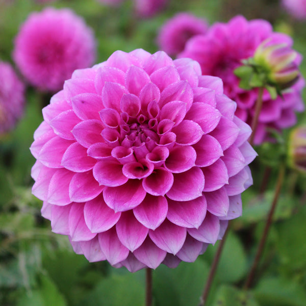 Vibrant Soft Pink Dahlia Plants in Full Bloom
