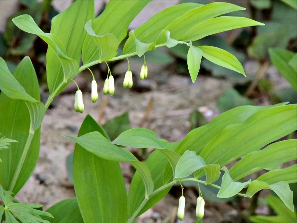 Vibrant Solomon's Plant seeds for colorful landscapes
