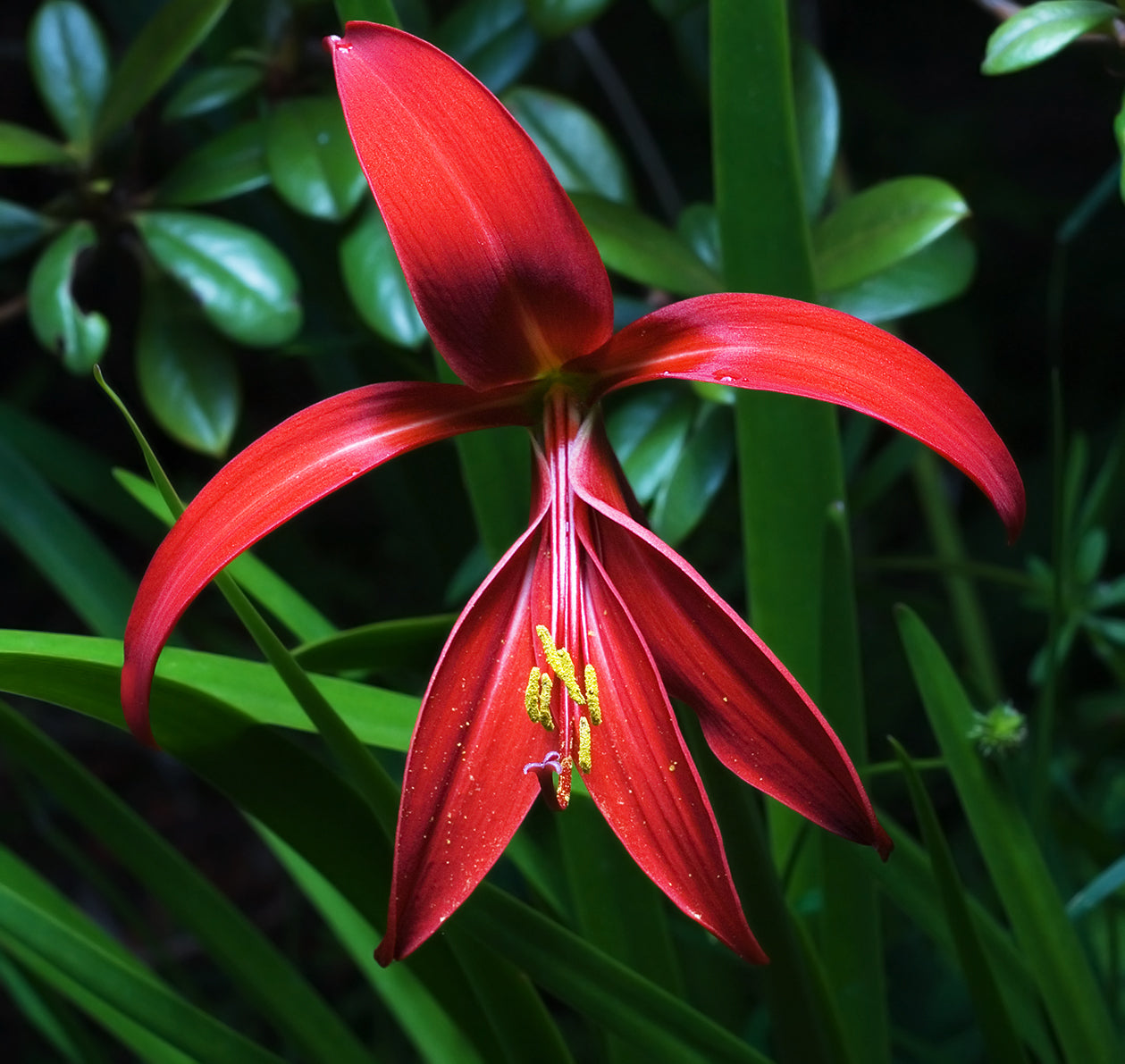 Vibrant Sprekelia Garden Seeds