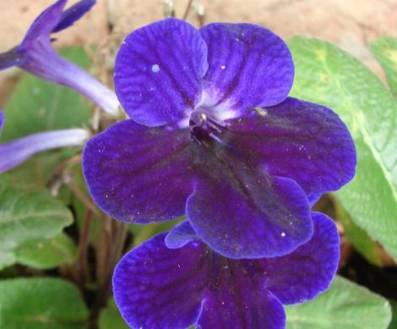 Vibrant Streptocarpus Flower Seeds