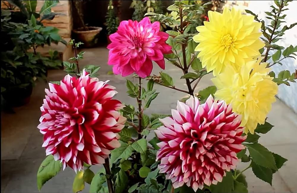 Vibrant Two-Color Dahlia Flowers in Full Bloom